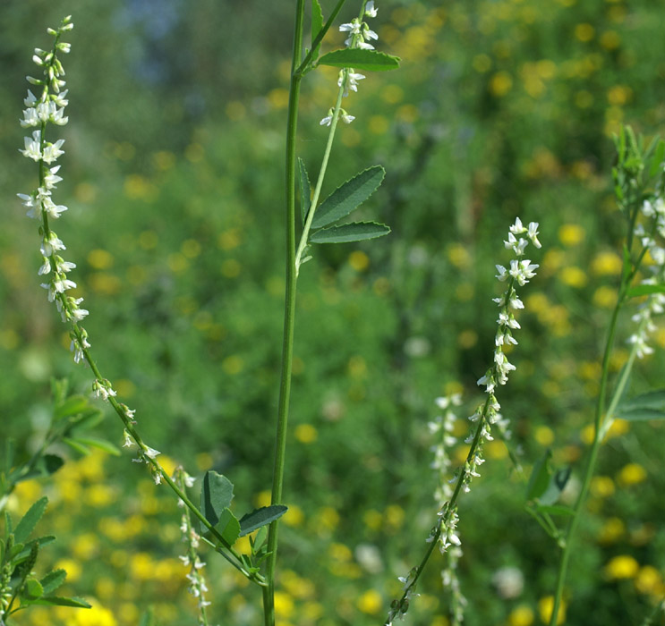 Melilotus albus Rieulay  150707 (46)