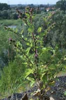 Arctium lappa Rieulay  150707 (39)