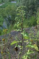 Arctium lappa Rieulay  150707 (40)