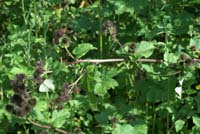 Arctium nemorosum Rieulay  150707 (67)