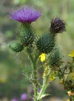 Cirsium vulgare Rieulay  150707 (37)