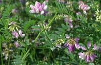 Coronilla varia Rieulay  150707 (55)