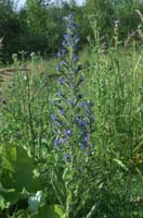 Echium vulgare Rieulay  150707 (59)