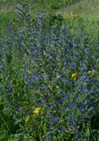 Echium vulgare Rieulay  150707 (65)