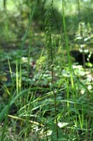 Epipactis helleborine Rieulay  150707 (16)