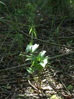 Epipactis helleborine Rieulay  150707 (18)