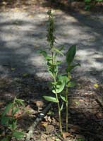 Epipactis helleborine Rieulay  150707 (19)