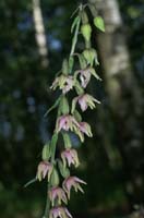 Epipactis helleborine Rieulay  150707 (24)