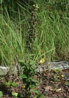 Epipactis helleborine Rieulay  150707 (38)