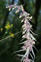 Epipactis helleborine saprophyte  Rieulay  150707 (10)