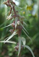 Epipactis helleborine saprophyte Rieulay  150707 (1)