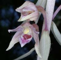 Epipactis helleborine saprophyte Rieulay  150707 (12)