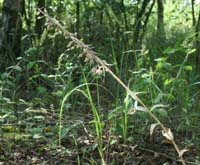 Epipactis helleborine saprophyte Rieulay  150707 (2)