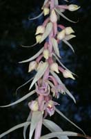 Epipactis helleborine saprophyte Rieulay  150707 (26)