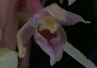 Epipactis helleborine saprophyte Rieulay  150707 (28)