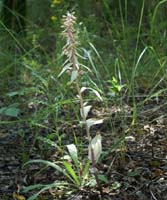 Epipactis helleborine saprophyte Rieulay  150707 (3)
