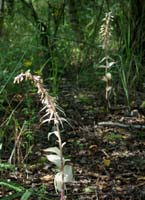 Epipactis helleborine saprophyte Rieulay  150707 (30)