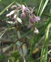 Epipactis helleborine saprophyte Rieulay  150707 (5)