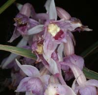Epipactis helleborine saprophyte Rieulay  150707 (6)