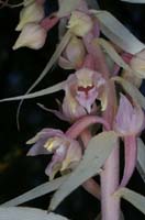 Epipactis helleborine saprophyte Rieulay  150707 (7)