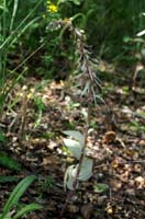 Epipactis helleborine saprophyte Rieulay  150707