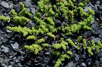 Herniaria glabra Rieulay  150707 (49)