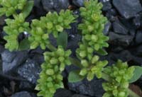 Herniaria glabra Rieulay  150707 (50)