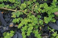 Herniaria glabra Rieulay  150707 (51)