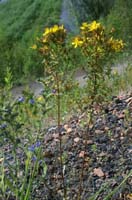 Hypericum Rieulay  150707 (41)