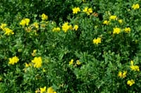 Lotus corniculatus Rieulay  150707 (42)