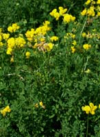 Lotus corniculatus Rieulay  150707 (43)