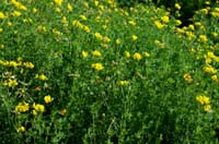 Lotus corniculatus Rieulay  150707 (44)