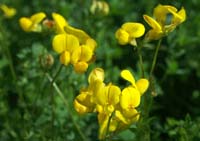 Lotus corniculatus Rieulay  150707 (45)
