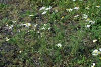 Matricaria perforata Rieulay  150707 (63)