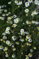 Matricaria perforata Rieulay  150707 (64)