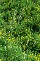Melilotus albus Rieulay  150707 (44)