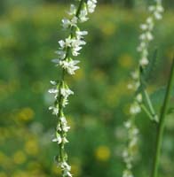 Melilotus albus Rieulay  150707 (45)