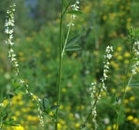 Melilotus albus Rieulay  150707 (46)