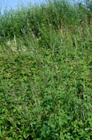 Pastinaca sativa Rieulay  150707 (61)