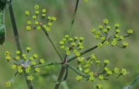 Pastinaca sativa Rieulay  150707 (62)