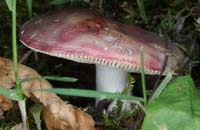 Russula sp Rieulay  150707 (31)
