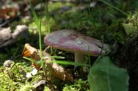 Russula sp Rieulay  150707 (32)