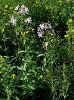 Saponaria officinalis Rieulay  150707 (52)