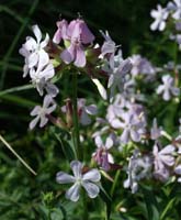 Saponaria officinalis Rieulay  150707 (53)