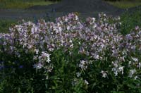 Saponaria officinalis Rieulay  150707 (54)