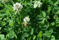 Trifolium repens Rieulay  150707 (57)