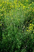 Verbena officinalis Rieulay  150707 (53)