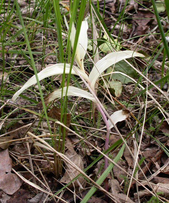 Epipactis helleborine Rieulay 130607 (1)