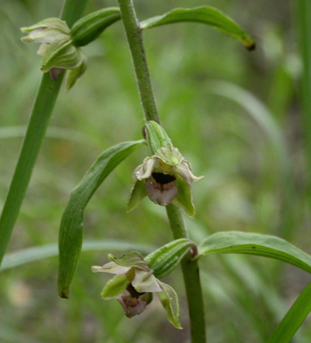 Epipactis helleborine Rieulay 130607 (10)