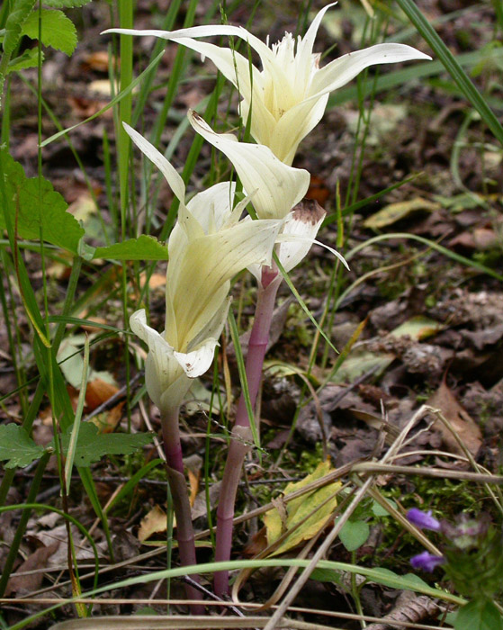 Epipactis helleborine Rieulay 130607 (11)